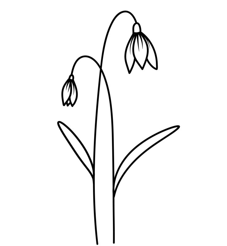 Januari - Sneeuwklokje